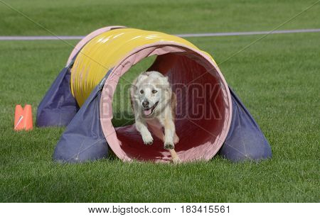Mixed breed dog running through tunnel on dog agility course