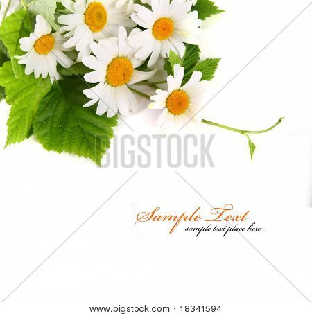 Fiori Margherita a sfondo bianco (DOF selettiva)