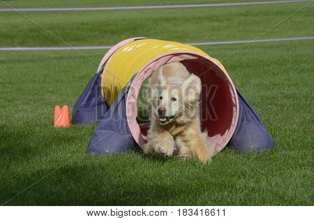 Older golden retriever dog running though tunnel on dog agility course