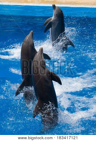 dolphins frolic in the blue clear water selective focus