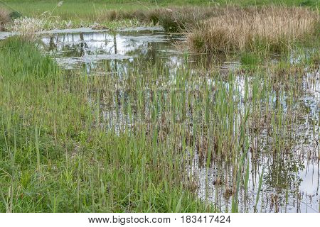 Swamp Part Of A European River With Cattail, Grass And Dry Weed. Reflection On The River Water