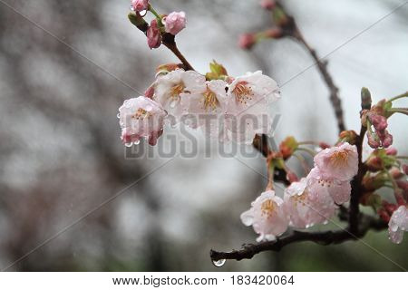 Cherry Blossoms In Sakura No Sato, Izu, Shizuoka, Japan (rain Drop)