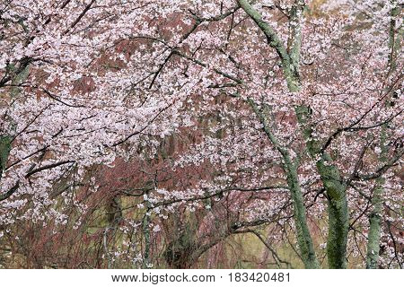 Cherry Blossoms In Sakura No Sato, Izu, Shizuoka, Japan (rainy)