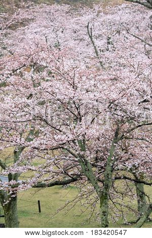 Cherry Blossoms In Sakura No Sato, Izu, Shizuoka, Japan (rainy)