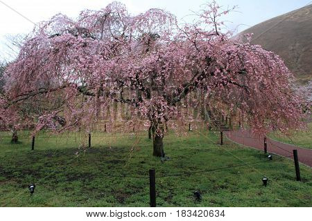 Cherry Blossoms In Sakura No Sato, Izu, Shizuoka, Japan (rainy)