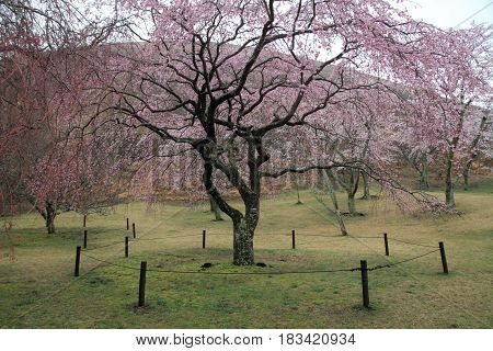 Cherry Blossoms In Sakura No Sato, Izu, Shizuoka, Japan (rainy)