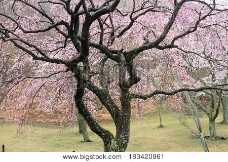 Cherry Blossoms In Sakura No Sato, Izu, Shizuoka, Japan (rainy)