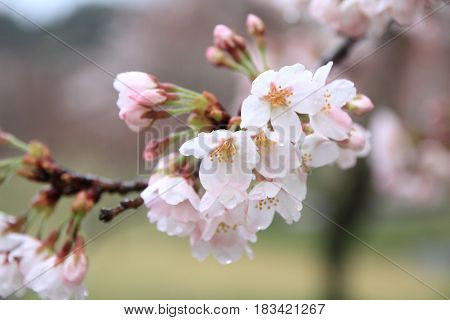 Cherry Blossoms In Sakura No Sato, Izu, Shizuoka, Japan (rain Drop)