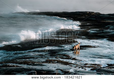 Dogs On Northshore At Barents Sea In Arctic Ocean