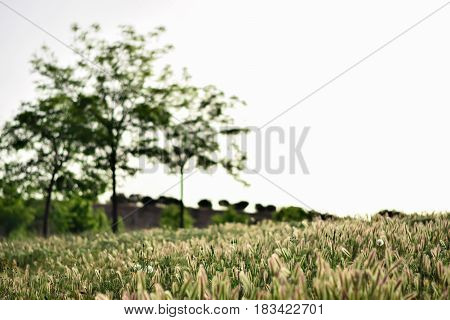 Grassfield landscape at sunrise. Backlight. Hordeum. Poaceae.