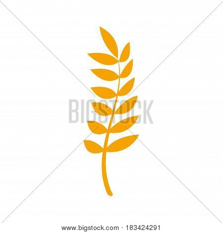 healthy wheat organ plant nutricious, vector illustration