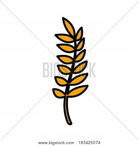 healthy wheat organ plant nutricious, vector illustration