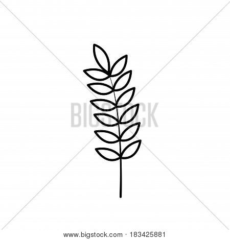 line healthy wheat organ plant nutricious, vector illustration