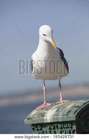 Sea Gull standing on a box in La Jolla California