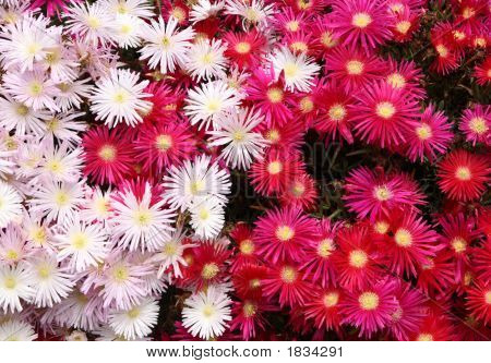 Pink og rød Mesembryanthemum.