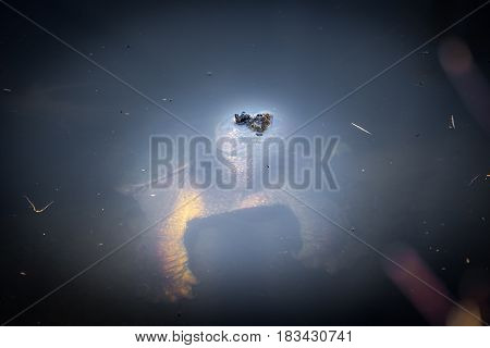 Very large turtle looking eerily up from dark waters.