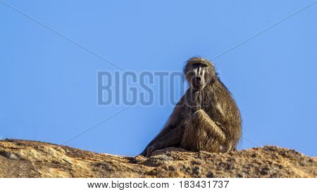 Chacma baboon in Kruger national park, South African ; Specie Papio ursinus family of Cercopithecidae