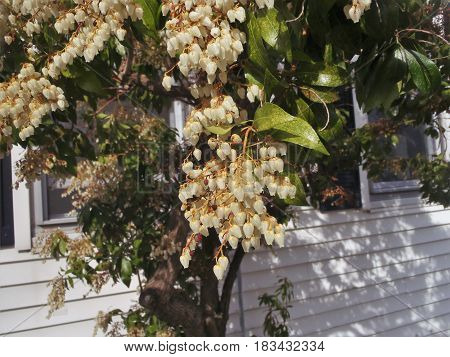 This bird berry shrub has three bell like stages of flowers.