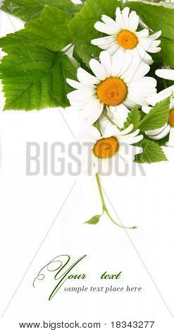 Fiori Margherita a sfondo bianco (DOF selettiva)