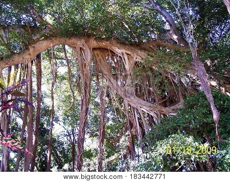 Banyan Tree Roots in  Maui Hawii Jungle