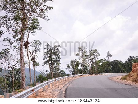 Mountain Road With Green Forest