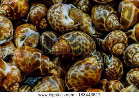 babylonia areolata or Spotted babylon are placed at the seafood market