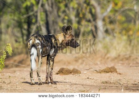 African wild dog in Kruger national park, South Africa ; Specie Lycaon pictus family of Canidae