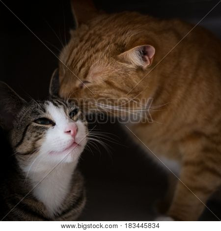 Closeup brotherhood of Cats Portrait Licking Each Other