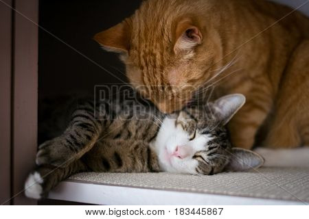 Closeup brotherhood of Cats Portrait Licking Each Other