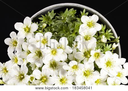 Spring flowers white Saxifraga paniculata in pot on black background