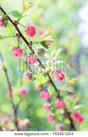 Bush with small pink flowers on a green background