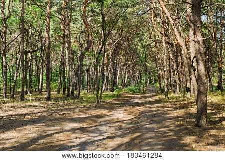 Shady path in coniferous forest at bright summer day.