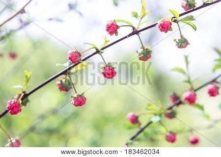 Buds of small pink flowers on a green background