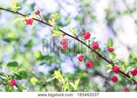 Bush with pink flowers on a green background