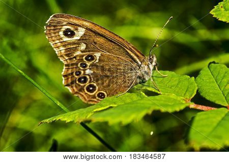 A beautiful butterfly in summer. Beautiful butterfly sitting on green grass field with flowers.
