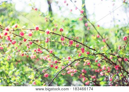 Buds pink flower woist Louiseanie on a green background