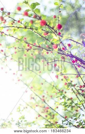 Buds of pink flower in the sun on a green background