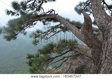 Fog Over The Rocks Of Ai Petri