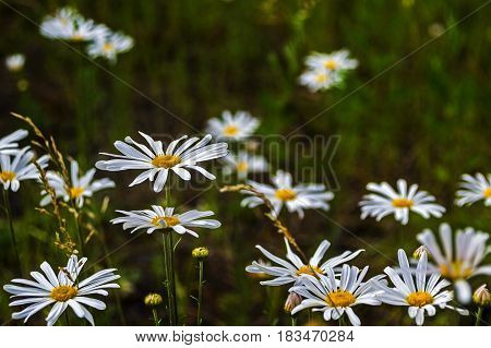 white fresh daisy flowers with bright sun light natural landscape.