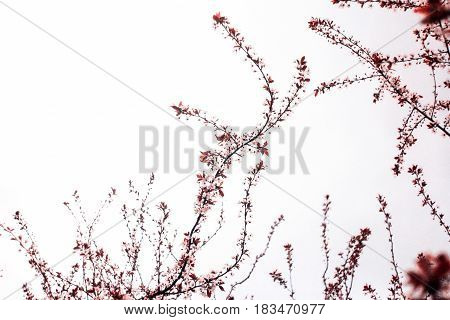 Inflorescence of burgundy branches with leaves on a white background