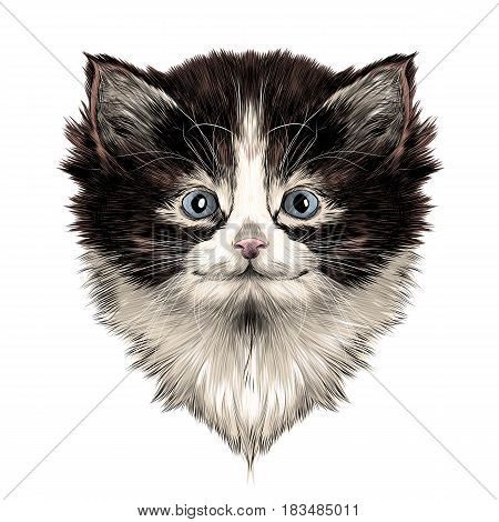 cat breed Himalayan breed face sketch vector color drawing