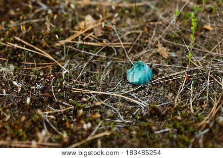 Broken blue blackbird egg lies in the forest