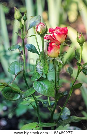 Bush with red-yellow buds of roses on a green background