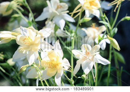 White flowers of aquilegia  on a green background