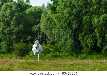 A beautiful white horse feeding in a green pasture. Summer conc