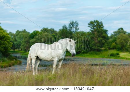 A beautiful white horse feeding in a green pasture. Summer conc
