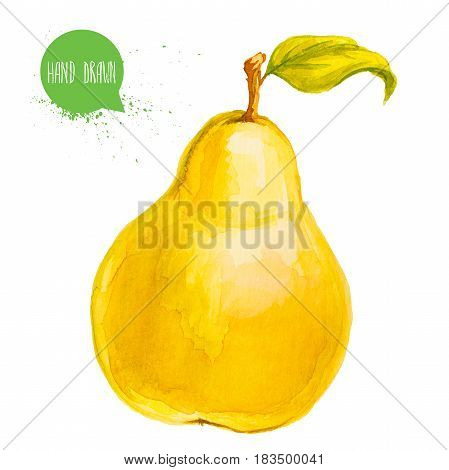 Hand drawn and painted watercolor yellow pear with leaf. Isolated on white background fruit illustration.