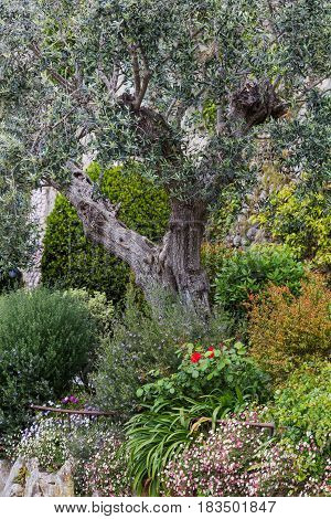 Olive tree in the garden, Mougins, Alpes-Maritimes department, France