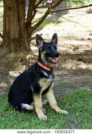 Sitting German Sheppard puppy, side view with red collar sitting on green grass in wooded country setting