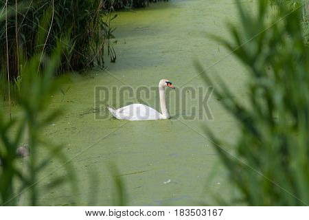 single white swan between the reed in a beautiful canal in the netherlands